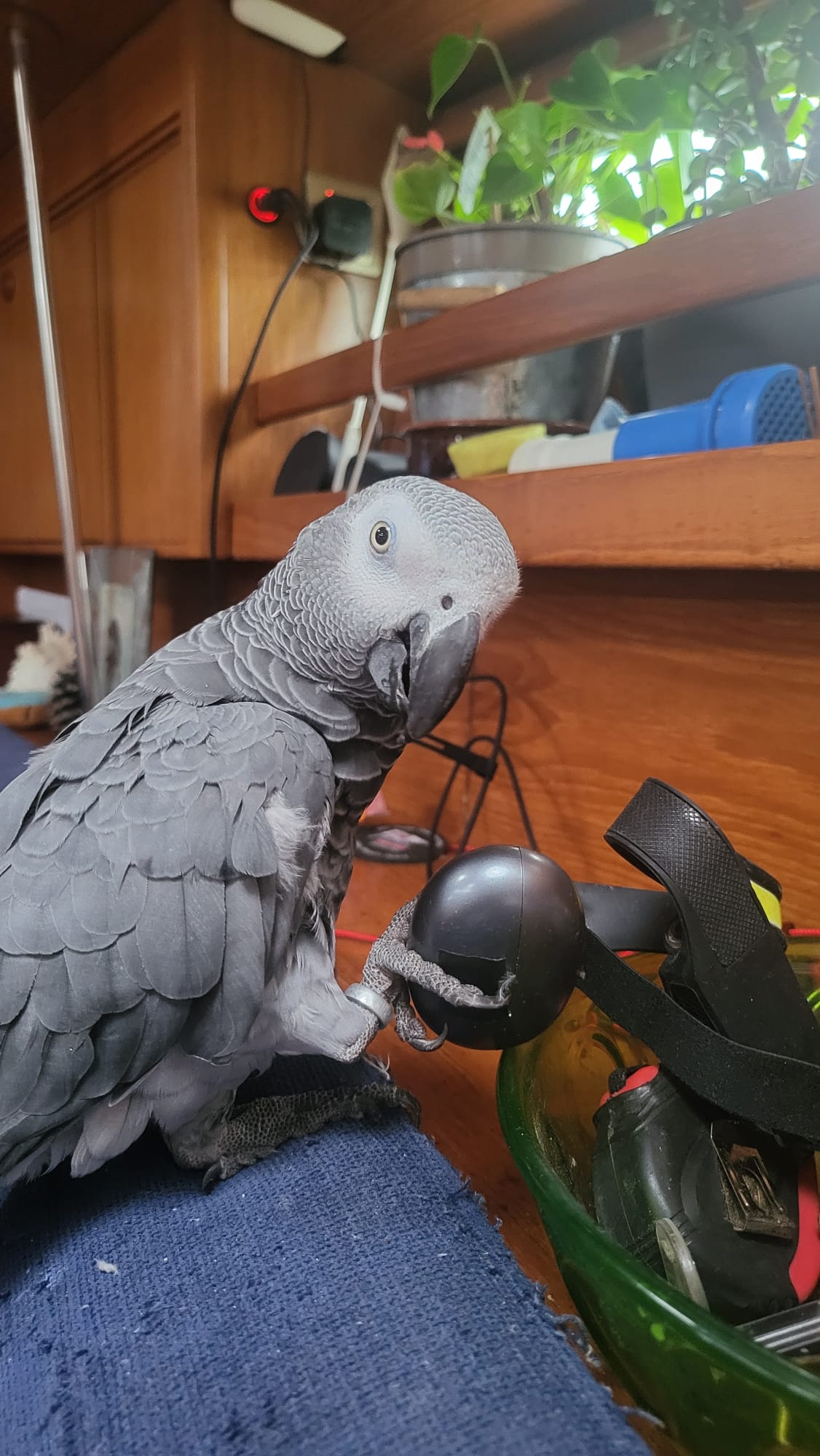Buster the African grey parrot 2025 11 11 09.39.48 1